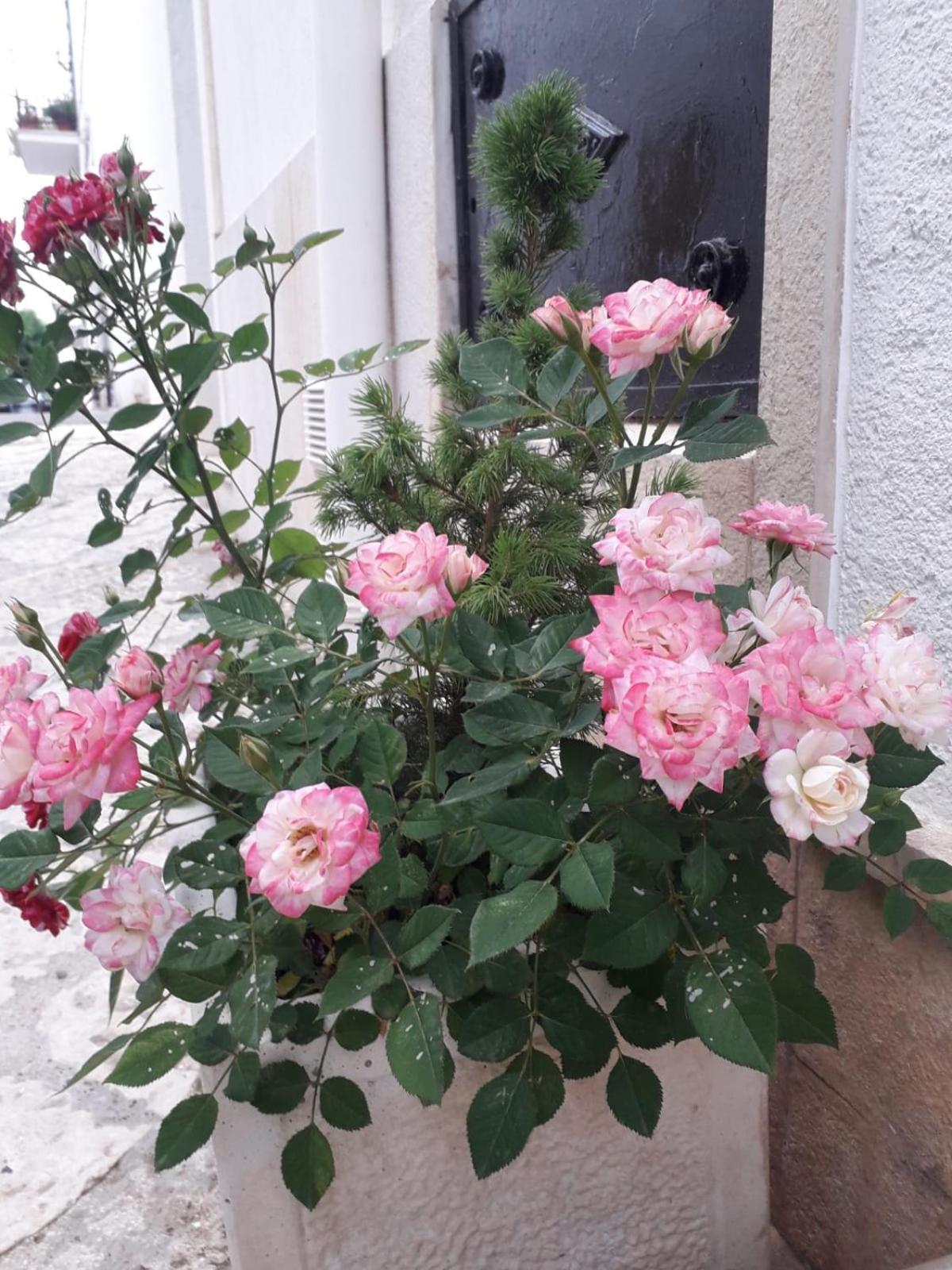 Le Chianche Villa Ceglie Messapica Luaran gambar